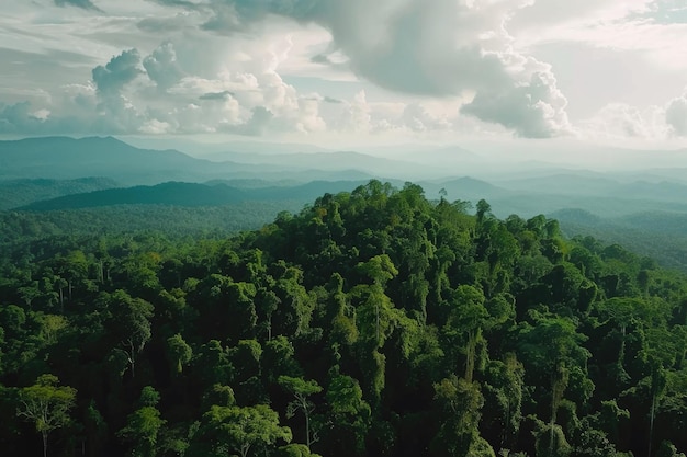 Photo aerial view of the borneo rainforest at klias forest reserve beaufort sabah