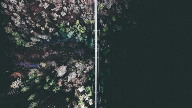 Photo aerial view of bridge over trees in forest