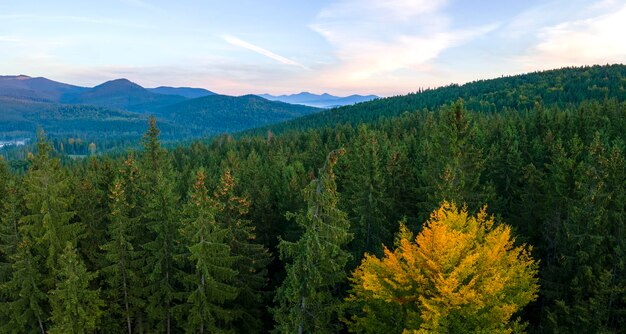 가을 일출에 산 숲 나무가 있는 어두운 언덕 위의 밝은 안개 아침의 공중 전망 새벽에 야생 삼림의 아름다운 풍경