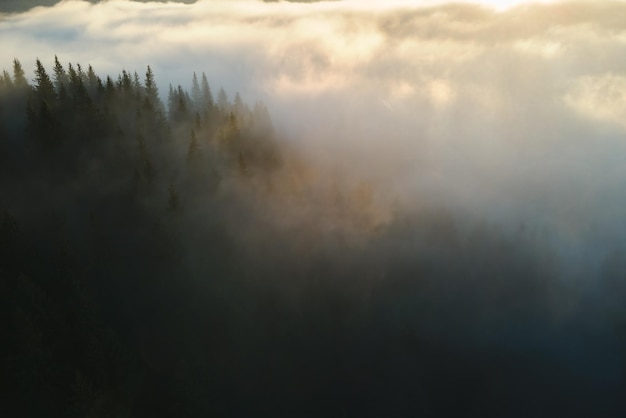 Aerial view of bright foggy morning over dark mountain forest trees at autumn sunrise Beautiful scenery of wild woodland at dawn