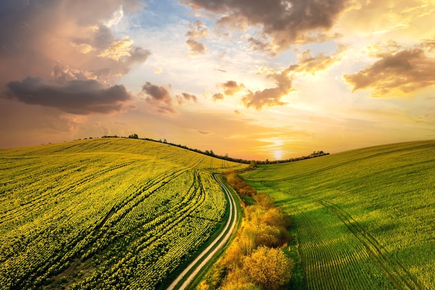 Aerial view of bright green agricultural farm field with growing rapeseed plants and cross country dirt road at sunset.