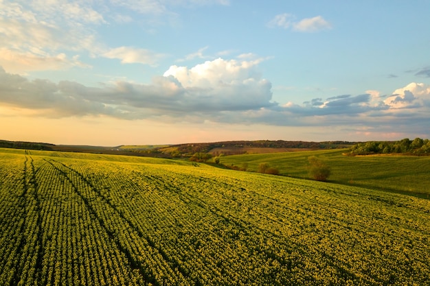 Вид с воздуха на ярко-зеленое поле сельскохозяйственной фермы с растущими растениями рапса на закате.