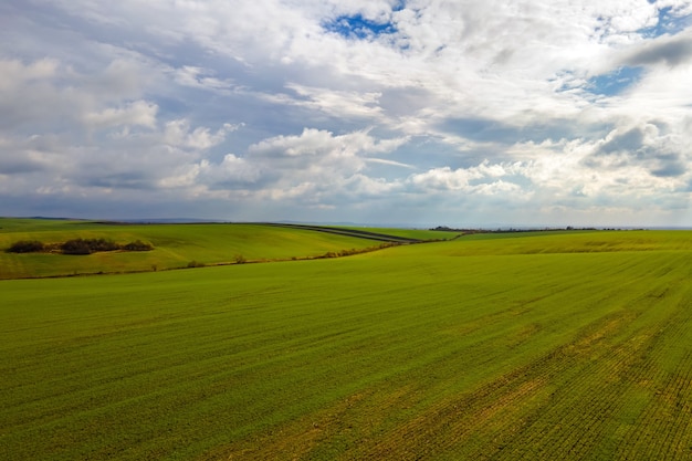 Aerial view of bright green agricultural field in early spring.