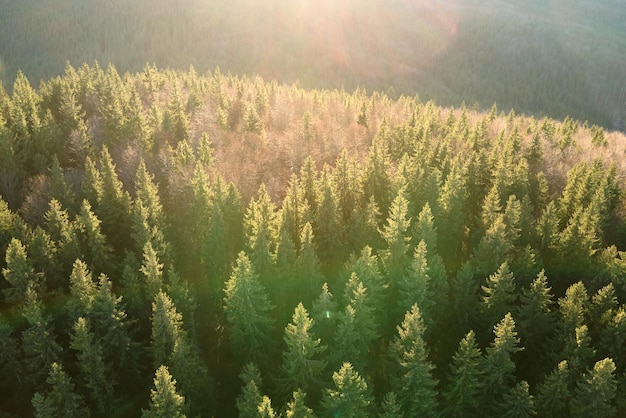 Aerial view of brightly illuminated with sunlight beams foggy dark forest with pine trees at autumn sunrise Amazing wild woodland at misty dawn Environment and nature protection concept