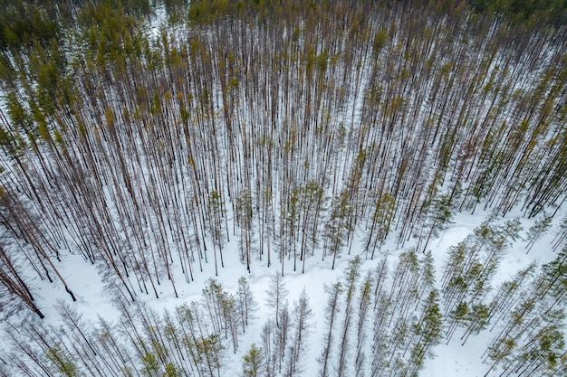 Aerial view of burned forest at a winter Drone photo