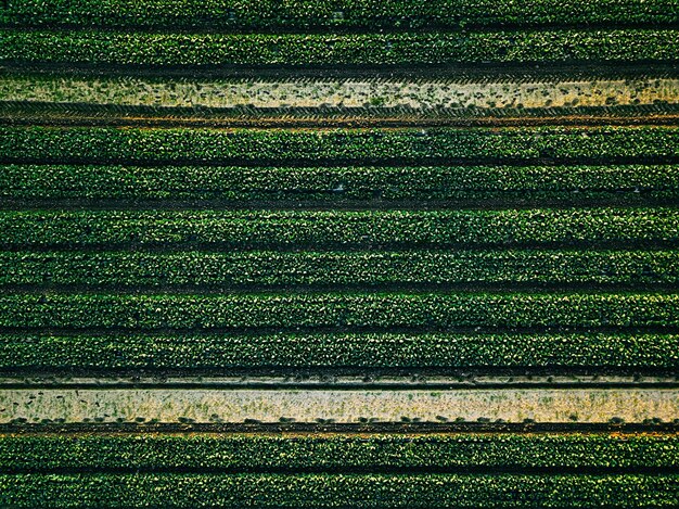 フィンランドの農業景観におけるキャベツの列フィールドの航空写真