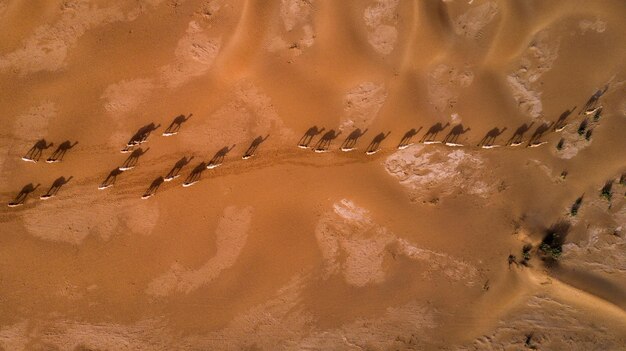 Aerial view of camels in desert