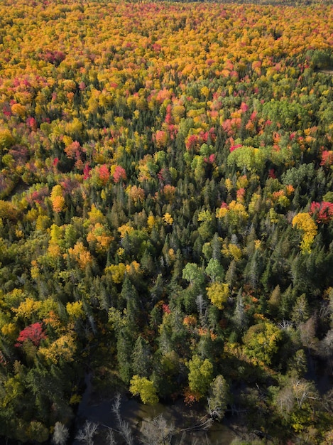 秋の色の季節のカナダの風景の航空写真