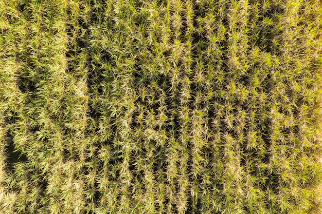 Aerial view of a cane field with adult plants