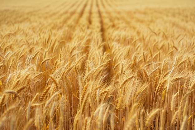 aerial view captures the golden expanse of a wheat field