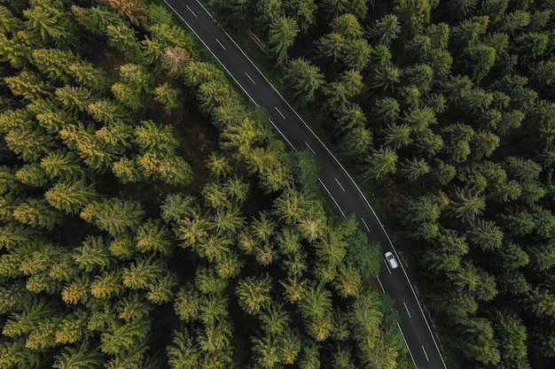 Vista aerea dell'auto che guida attraverso la foresta sulla strada di campagna.