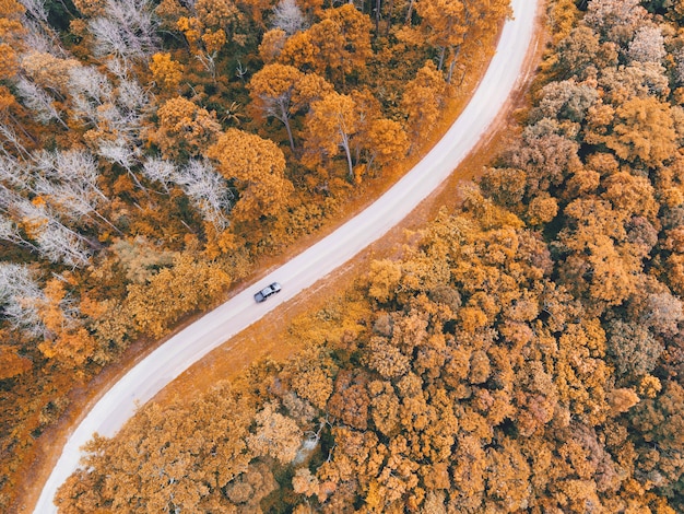 道路上の空撮車森林樹木環境森林自然背景、黄色いオレンジの木の質感と上から見た枯れ木の上面図森鳥瞰図松林秋のオレンジラッシュ