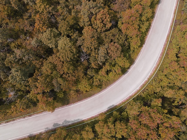 道路上の空撮車森林樹木環境森林自然背景、黄橙色の木の質感と上から見た枯れ木の上面図森鳥瞰図松林秋のオレンジラッシュ