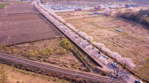 Photo aerial view at cherry fastival in south korea