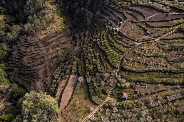 Aerial view of cherry plantations in Valle del Jerte Spain