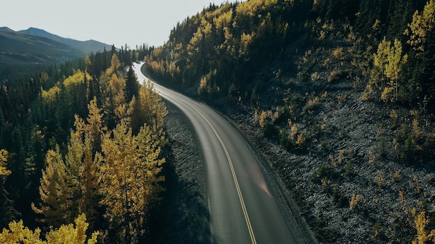 Aerial view of Christmas trees in Denali national park. High quality 4k footage