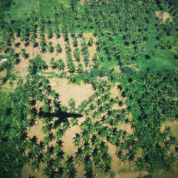 Aerial view of coconut palm tree in forest