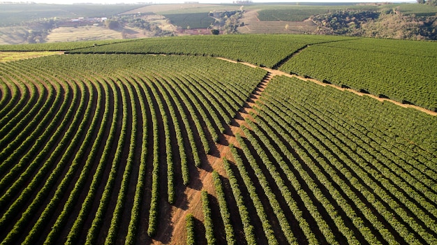 Piantagione di caffè vista aerea nello stato di minas gerais - brasile