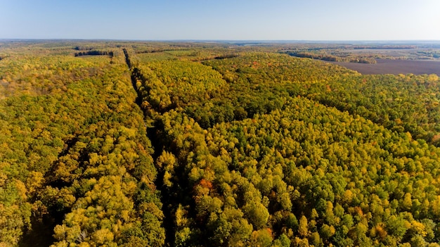 カラフルな秋の森の空撮