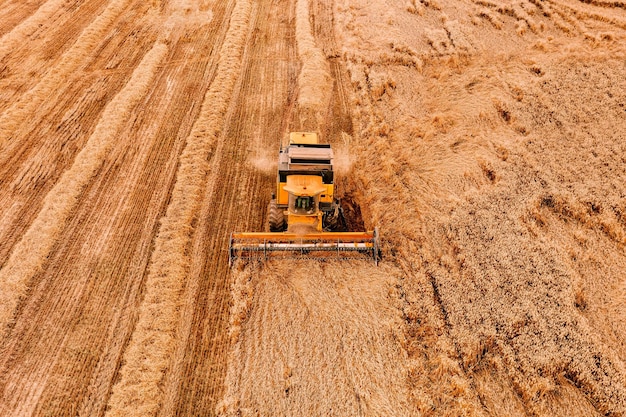 Vista aerea della macchina agricola della mietitrebbia che lavora sul campo di grano maturo dorato