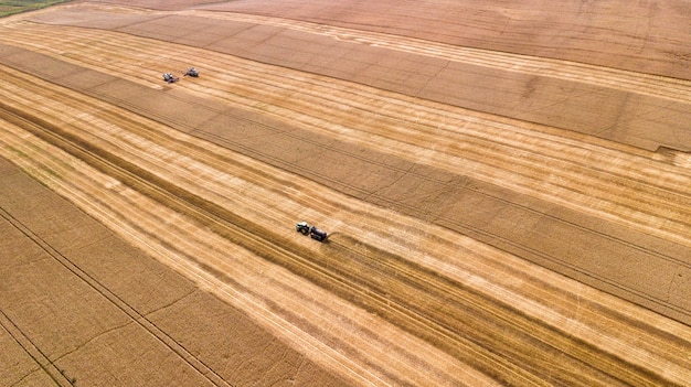 Aerial view on the combine working on the large wheat field