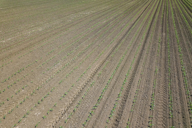 Аэрофотоснимок кукурузного поля. Вид сверху на весеннее кукурузное поле.