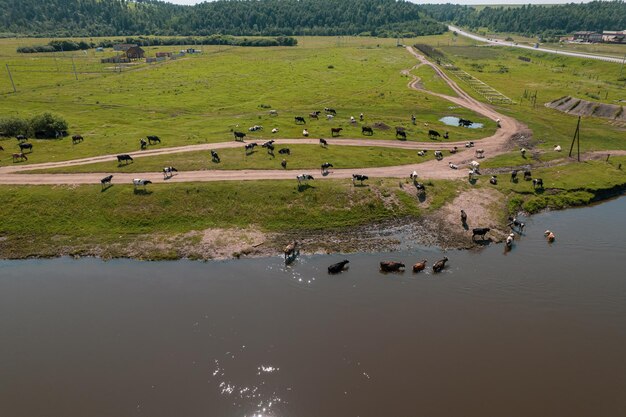 Aerial view of cows herd grazing on pasture field, top view drone pov , in grass field these cows are usually used for dairy production.