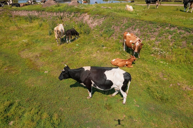 Aerial view of cows herd grazing on pasture field, top view drone pov , in grass field these cows are usually used for dairy production.