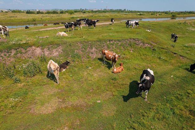 Aerial view of cows herd grazing on pasture field, top view drone pov , in grass field these cows are usually used for dairy production.