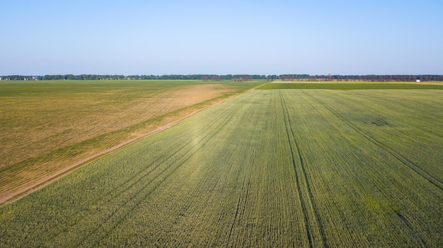 Aerial view of cultivated crop