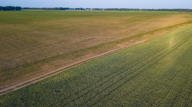 Aerial view of cultivated crop