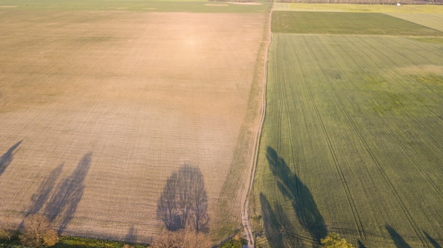 Aerial view of cultivated crop