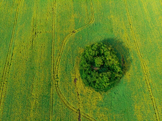 Aerial view of cultivated rapeseed field from drone pov