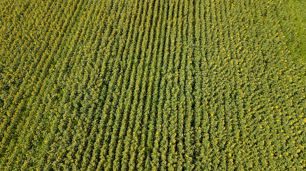 Aerial view of cultivated sunflower field in summer