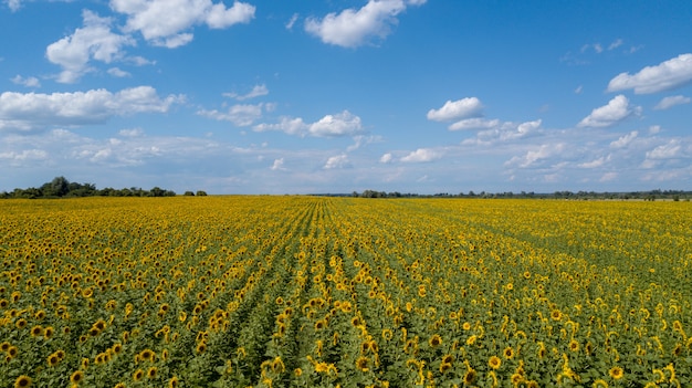 Aerial view of cultivated sunflower field in summer