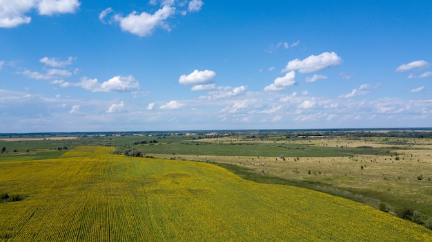 Aerial view of cultivated sunflower field in summer