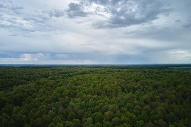 Aerial view of dark green lush forest with dense trees canopies in summer