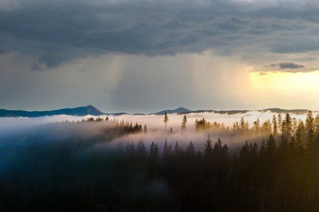 Вид с воздуха на темно-зеленые сосны в еловом лесу с лучами восхода солнца, сияющими сквозь ветви в туманных осенних горах.