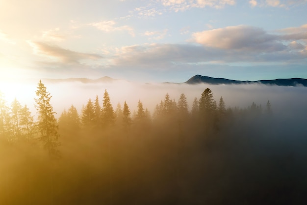 Aerial view of dark green pine trees in spruce forest with sunrise rays shining through branches in foggy fall mountains.