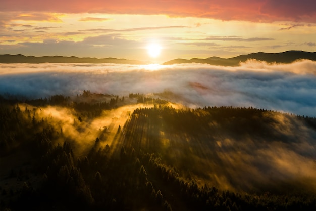 Вид с воздуха на темно-зеленые сосны в еловом лесу с лучами восхода солнца, сияющими сквозь ветви в туманных горах падения.
