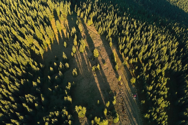 Aerial view of dark mixed pine and lush forest with green and yellow trees canopies in autumn mountain woods