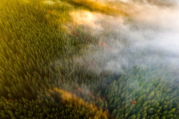 Aerial view of dense green pine forest with canopies of spruce trees and colorful lush foliage in autumn mountains.