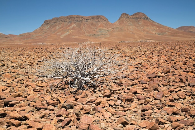 Photo aerial view of desert