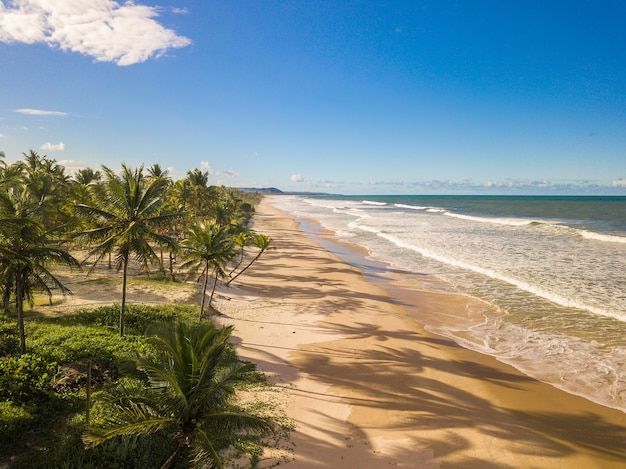 バイーアブラジルの海岸にココナッツの木がある空中写真の人けのないビーチ。