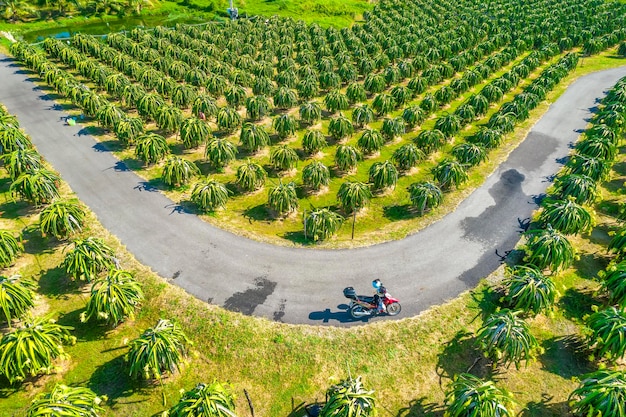 Foto vista aerea del giardino del frutto del drago in una fattoria biologica il frutto del drago fiorisce in 4 giorni se l'impollinazione