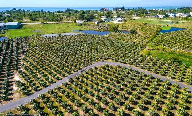 Foto veduta aerea del giardino del frutto del drago in una fattoria biologica