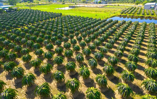 Foto veduta aerea del giardino del frutto del drago in una fattoria biologica