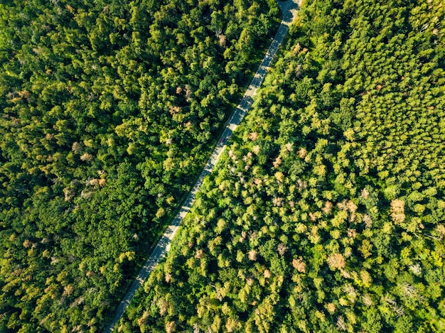 Aerial view of a drone on a green forest with asphalt road on a sunny day. Environmental conservation concept. Natural layout for your ideas.