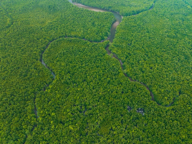 Aerial view Drone shot of Mangrove forest landscape view located in Phangnga Thailand Beautiful sunrise or sunset over sea Amazing landscape nature view