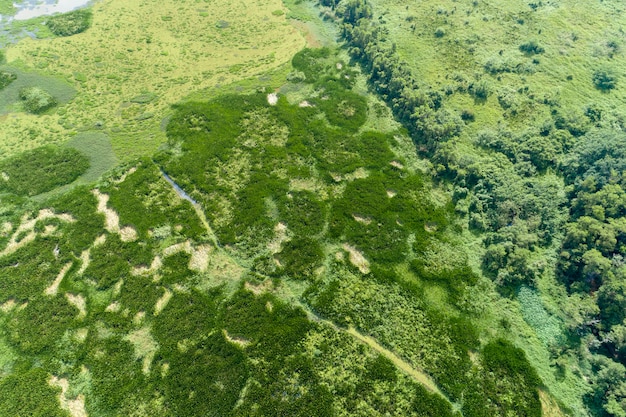 空撮ドローンショット緑の森と湖の美しい荒野自然風景のトップダウン